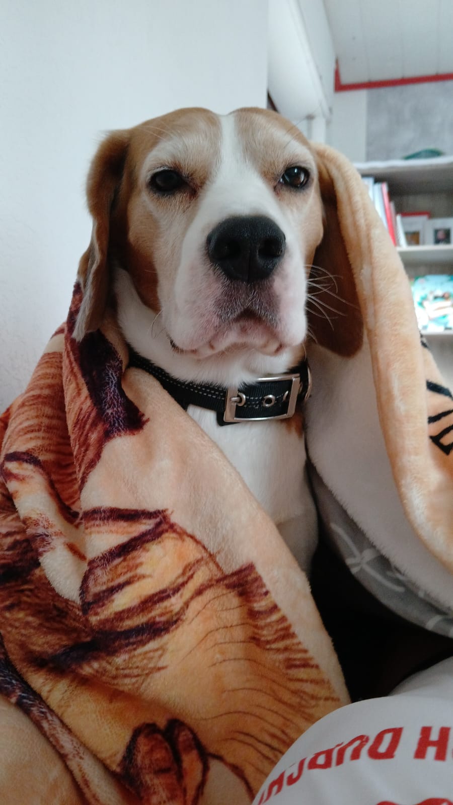 hund