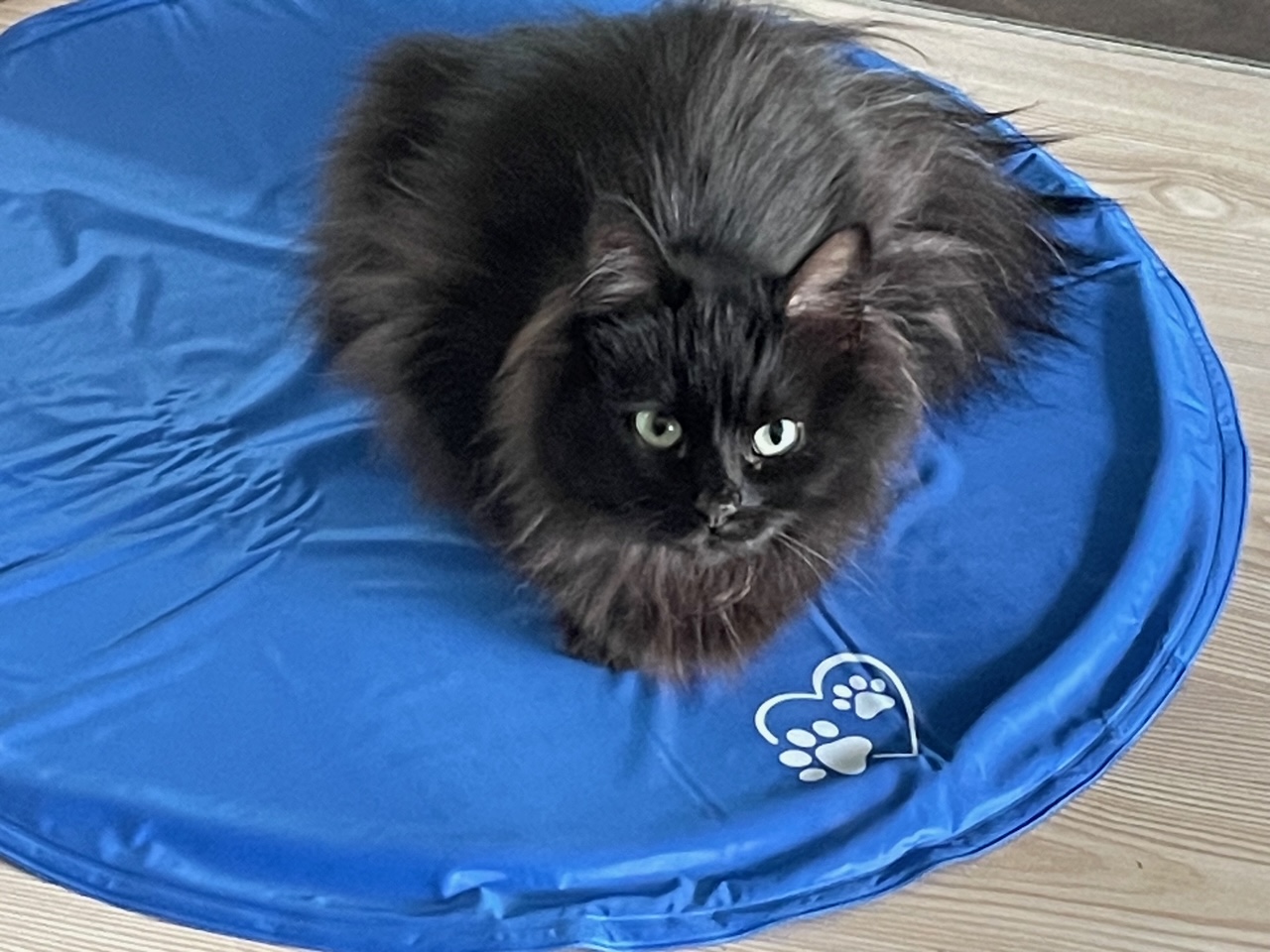katzenimsommer