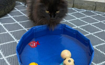Heiße Tage für Katzen – stay hydrated!